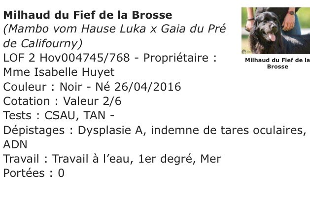 Fief De La Brosse - MILHAUD:COTÉ 2(NÉ À LA MAISON)